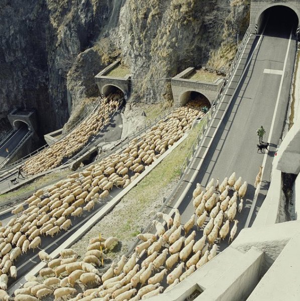 Italian Shepherd with Flock of Sheep.jpg