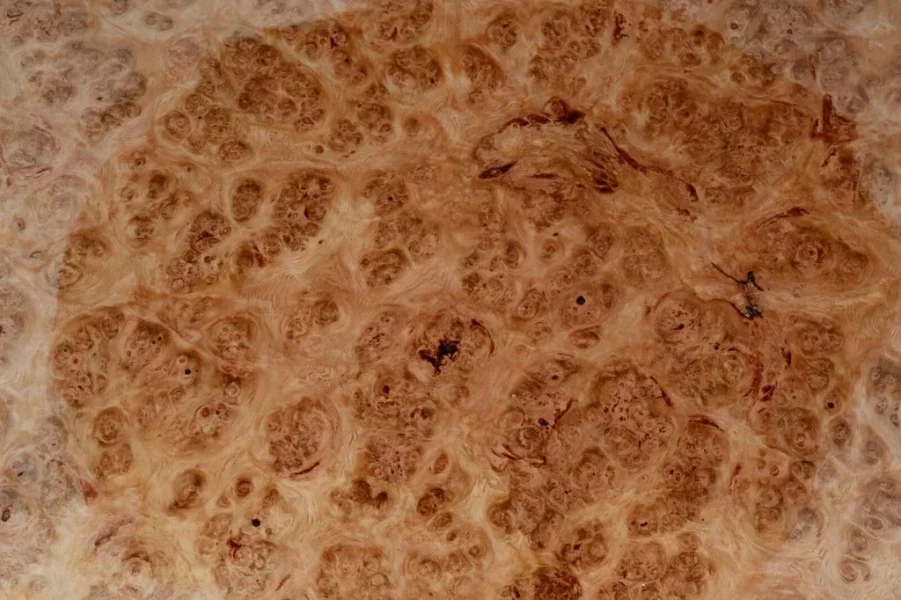 Oak Burl.webp