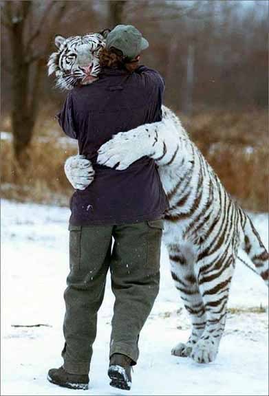 white-tiger-hugs-a-man.jpg