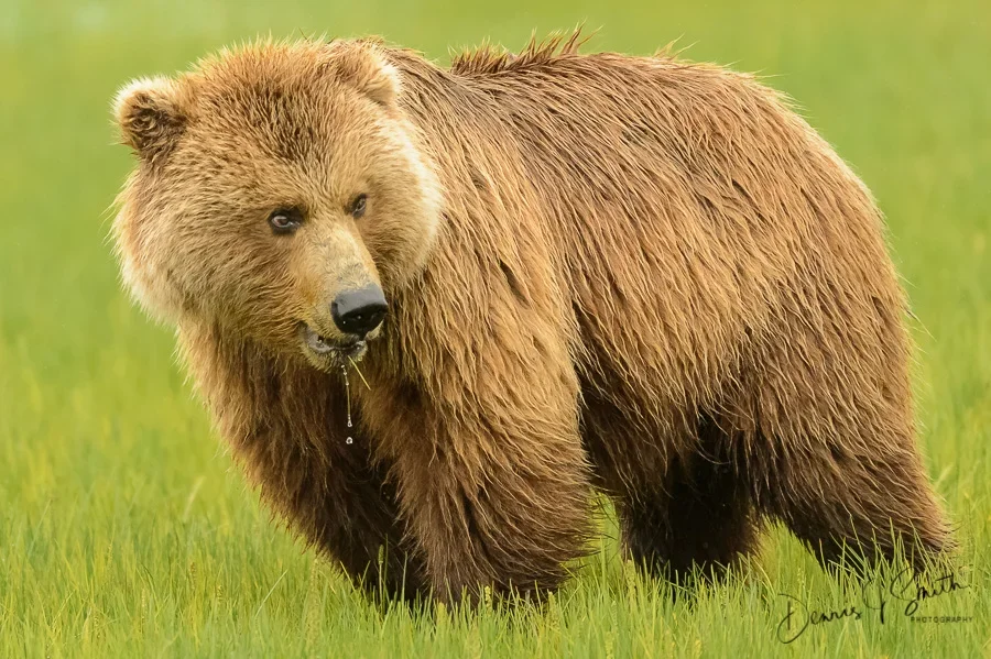 Bear 2.webp