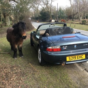 Out in the New forest