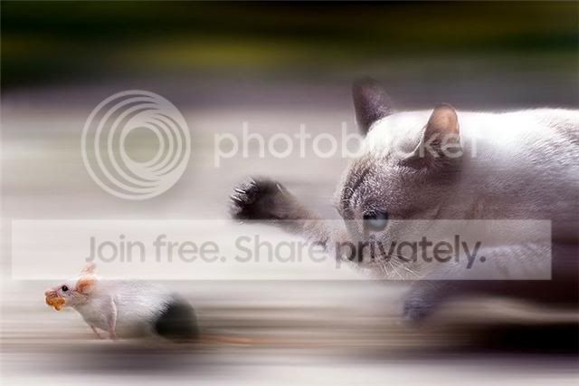 rat_cat3.jpg